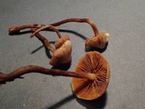 Galerina sideroides image