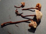 Galerina sideroides image