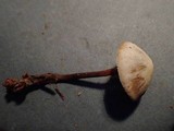 Galerina sideroides image