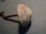 Galerina sideroides image