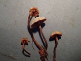 Galerina sideroides image