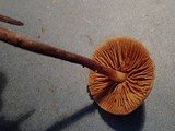 Galerina sideroides image