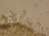Galerina sideroides image