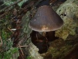 Pluteus exilis image
