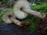 Pluteus exilis image