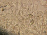 Pluteus exilis image