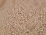Pluteus exilis image