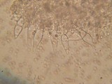 Pluteus exilis image