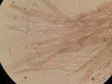 Pluteus exilis image