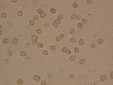 Pluteus exilis image