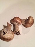 Agaricus bisporus image