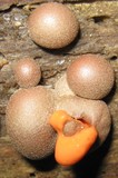 Lycogala epidendrum image