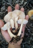 Rhodocollybia butyracea image