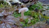 Pleurotopsis longinqua image