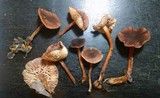 Gymnopus fuscopurpureus image