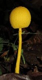 Leucocoprinus brunneoluteus image