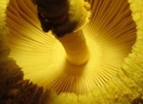 Leucocoprinus brunneoluteus image