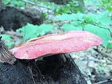 Fistulina hepatica image