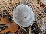 Tricholoma terreum image
