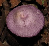 Gymnopus iocephalus image
