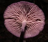 Gymnopus iocephalus image