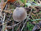 Tricholoma virgatum image