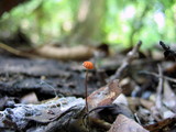 Marasmius siccus image