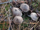Tricholoma virgatum image