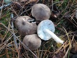 Tricholoma virgatum image