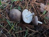Tricholoma virgatum image