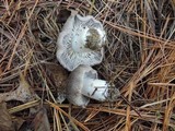 Tricholoma gausapatum image