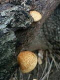 Crepidotus mollis image