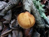 Crepidotus mollis image