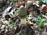 Phallus ravenelii image