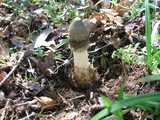 Phallus ravenelii image