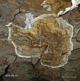 Merulius tremellosus image
