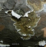 Merulius tremellosus image
