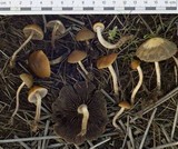Hypholoma subericaeum image