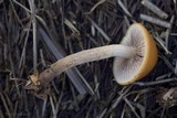 Hypholoma subericaeum image