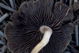Hypholoma subericaeum image