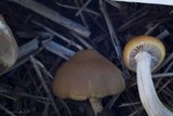 Hypholoma subericaeum image