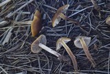 Hypholoma subericaeum image