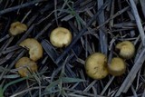 Hypholoma subericaeum image