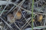 Hypholoma subericaeum image