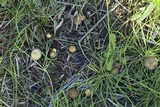 Hypholoma subericaeum image