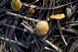 Hypholoma subericaeum image
