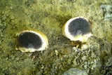 Scleroderma michiganense image