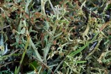 Cladonia multiformis image