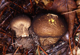 Lycoperdon umbrinum image