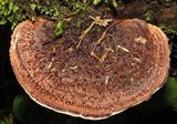 Hexagonia hydnoides image